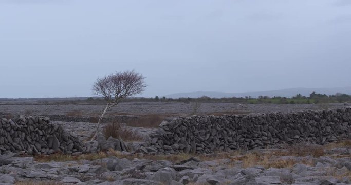 Burren Ireland limestone karst landscape broken wall tree
