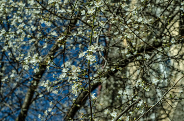 the tree blooms with white flowers in the city
