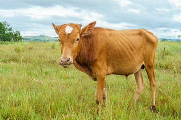 Brown cow on the field in the province of Xiangkhoang, Laos.