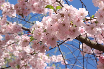 Cherry blossoms in spring garden
