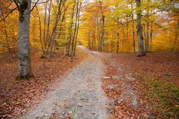 autumn beautiful road in  forest