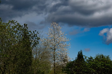 Obraz premium Gewitterwolken