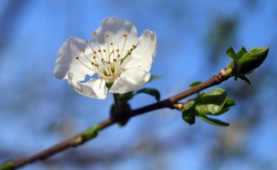 The flowers of the plum tree on natural sky background.A flower on a plum tree branch.Flowering plum tree.	