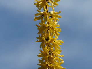 Fleurs jaunes, or et brillantes du Forsythia hybride ou Forsythia de Paris (Forsythia ×intermedia)