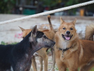 Thai  dog outdoors