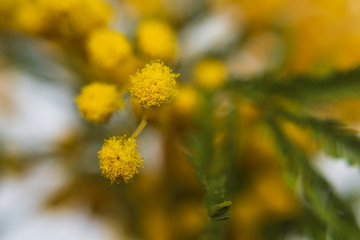 yellow mimosa close up. selective focus