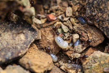 Ants with larva on limestone