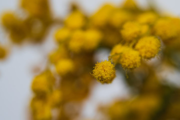 yellow mimosa close up. selective focus