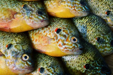 Flier fish. Centrarchus macropterus. Lepomis gibbosus. 