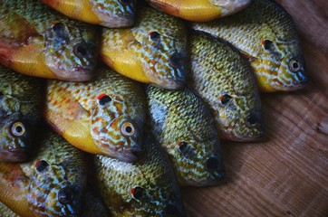Flier fish. Centrarchus macropterus. Lepomis gibbosus. 