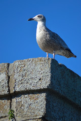 goeland