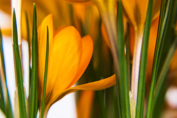 closeup of yellow crocuses on white background. spring mood. selective focus