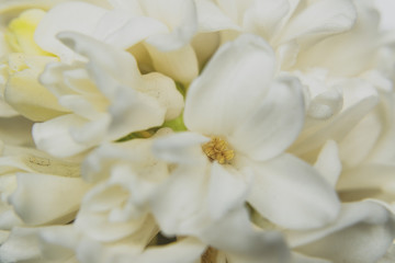 white hyacinth flowers and buds close up