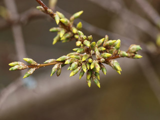 Gros plan sur des bourgeons du Forsythia hybride (Forsythia ×intermedia)