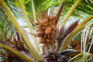 Coconut palms tree, Maldives islands