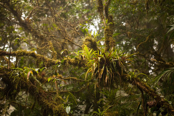 Fototapeta premium Image of beautiful parasitic plants and flowers on tree in the Monteverde Cloud forest
