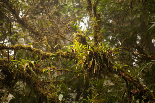 Image of beautiful parasitic plants and flowers on tree in the Monteverde Cloud forest