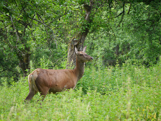 Hirschkuh, Rotwild, Cervus elaphus