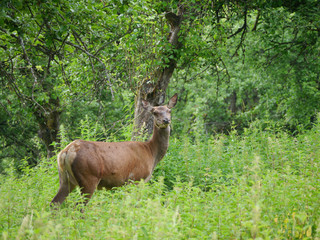 Hirschkuh, Rotwild, Cervus elaphus © Klaus Reitmeier