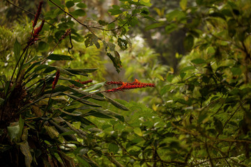 Image of beautiful flowers on tree in the Monteverde Cloud forest
