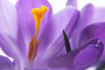closeup of lilac crocuses background. spring mood. selective soft  focus.