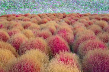 秋のコキア畑、ひたちなか海浜公園、日本