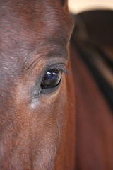 Eye of a horse