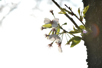 逆光の桜の花びら