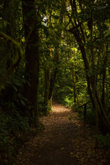 Monteverde Cloud Forest Reserve in Costa Rica
