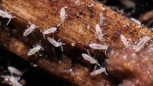 Leben im Boden: Springschw&auml;nze - Collembola - nah und sehr nah, mehrere Szenen