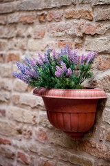 Flower pot with lavender plant on antique brick wall