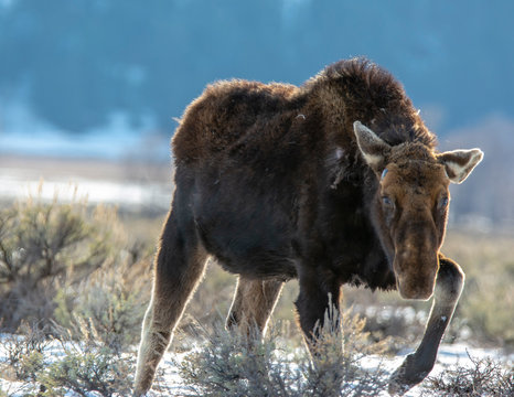 Moose in Winter