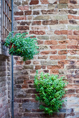 Flower pots with plants on antique brick wall.