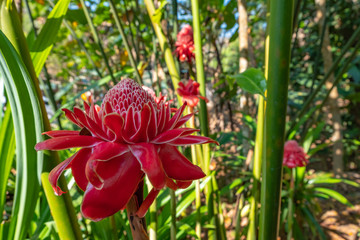 torch ginger