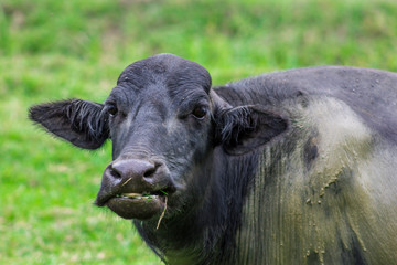 Smiling Colombian Buffalo in a green field of grass semi covered on mud