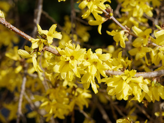 Fleurs jaunes, or et brillantes du Forsythia hybride ou Forsythia de Paris (Forsythia ×intermedia)