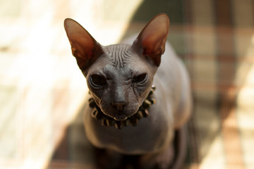sphinx cat front