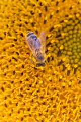 Honey bee covered with yellow pollen collecting sunflower nectar. Animal sitting at sunny summer sun flower. Important collect environment ecology sustainability. Awareness of nature climate change