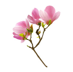 Naklejka na ściany i meble Beautiful magnolia blossoms on spring day