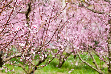 Spring peach garden, pink blossoms.
