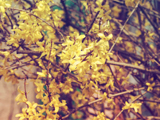 Fleurs jaunes, or et brillantes du Forsythia hybride ou Forsythia de Paris (Forsythia ×intermedia)