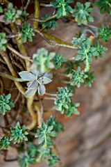Hanging succulents closeup