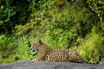 Fototapeta na wymiar Jaguar in the jungle of Surinam