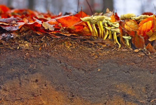 Litter and topsoil of a Cambisol in northern Germany