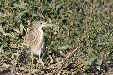Squacco Heron (Ardeola ralloides), Crete