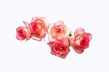 five pink roses on a white background, beautiful fresh roses,