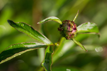 Ants on a peony bud, green background, close-up