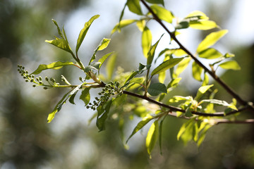 bird-cherry twigs. The first spring greens, bokeh.