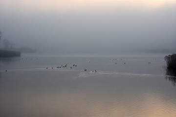 fog at the lake © Daria