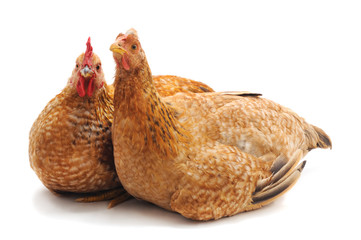 Two brown chickens.